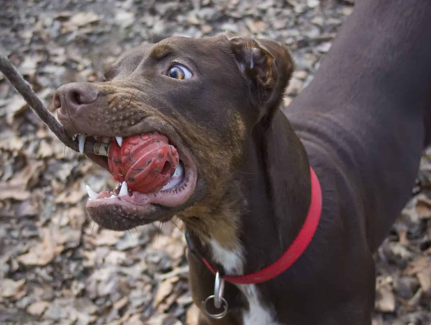 Giovane catahoula che gioca con la palla rossa in legno