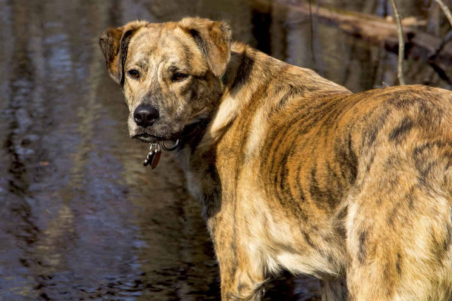 Segugio leopardo Catahoula con strisce nere in una piscina primaverile nella foresta statale di Shenipsit, Somers, Connecticut.