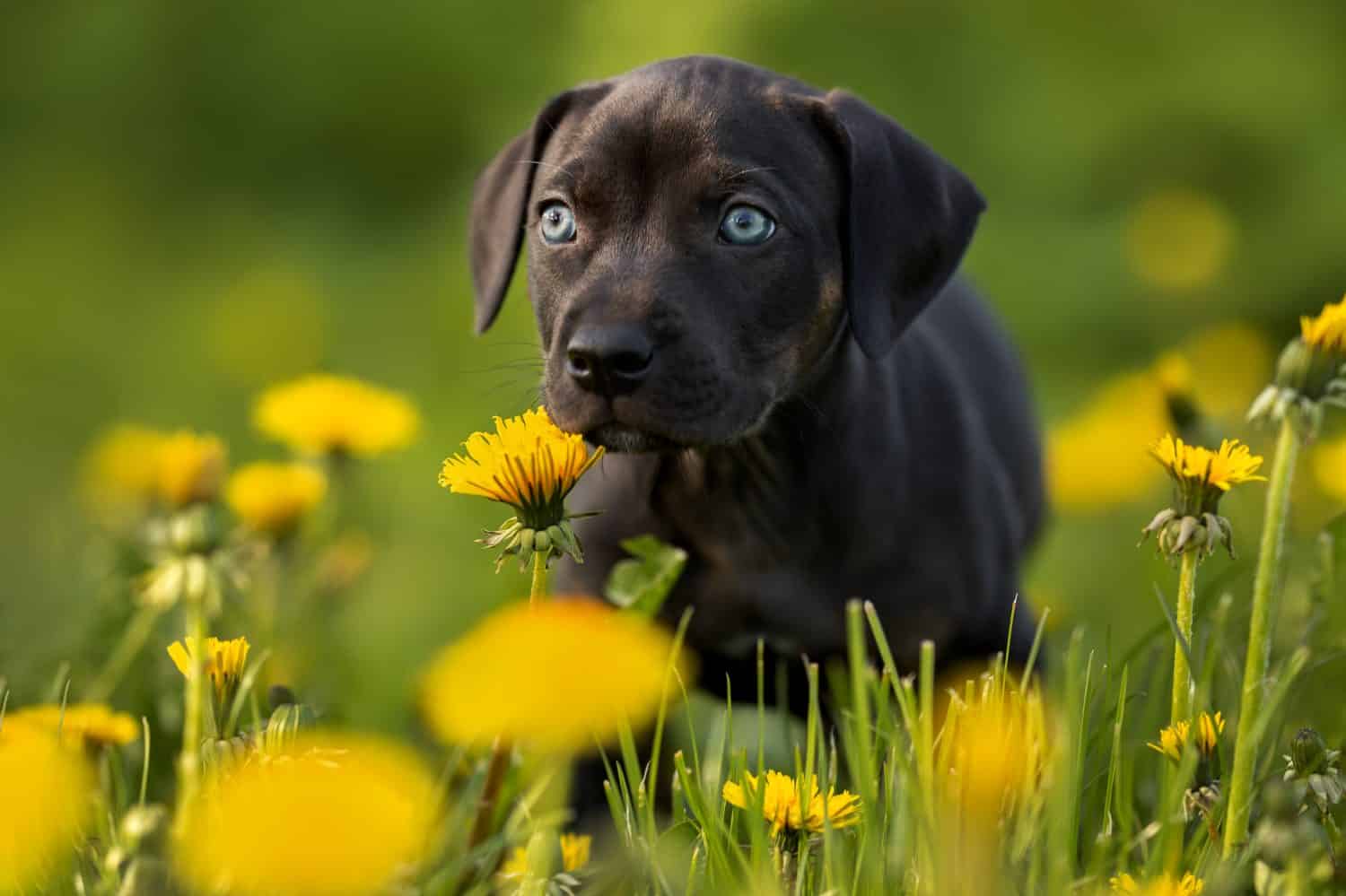 Louisiana Catahoula cucciolo di cane leopardo che cammina sull'erba in estate