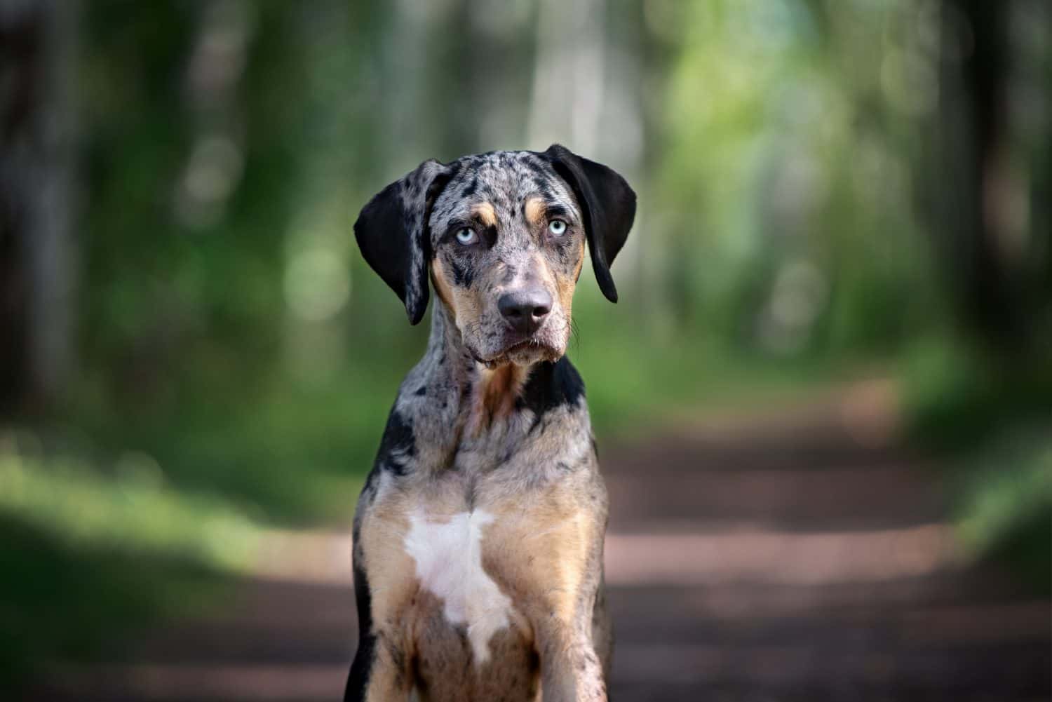 bellissimo cane leopardo catahoula in posa nella foresta