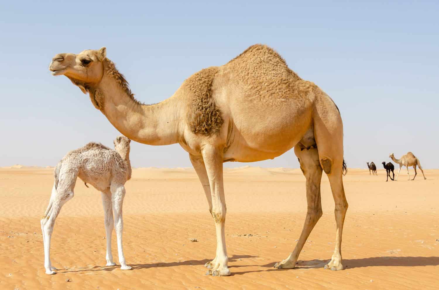 La mamma cammello e il suo cucciolo di cammello nel deserto di Abu Dhabi, Emirati Arabi Uniti, Medio Oriente.