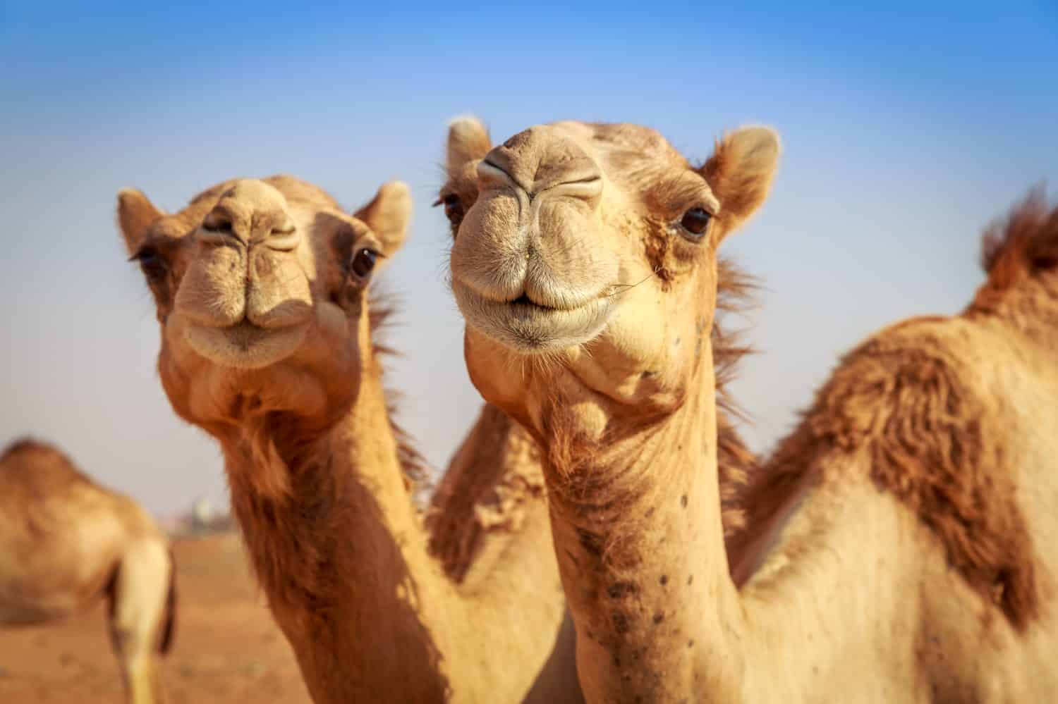 Cammelli in Arabia, fauna selvatica