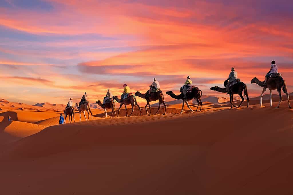 Carovana di cammelli che attraversa il deserto del Sahara in Marocco al tramonto