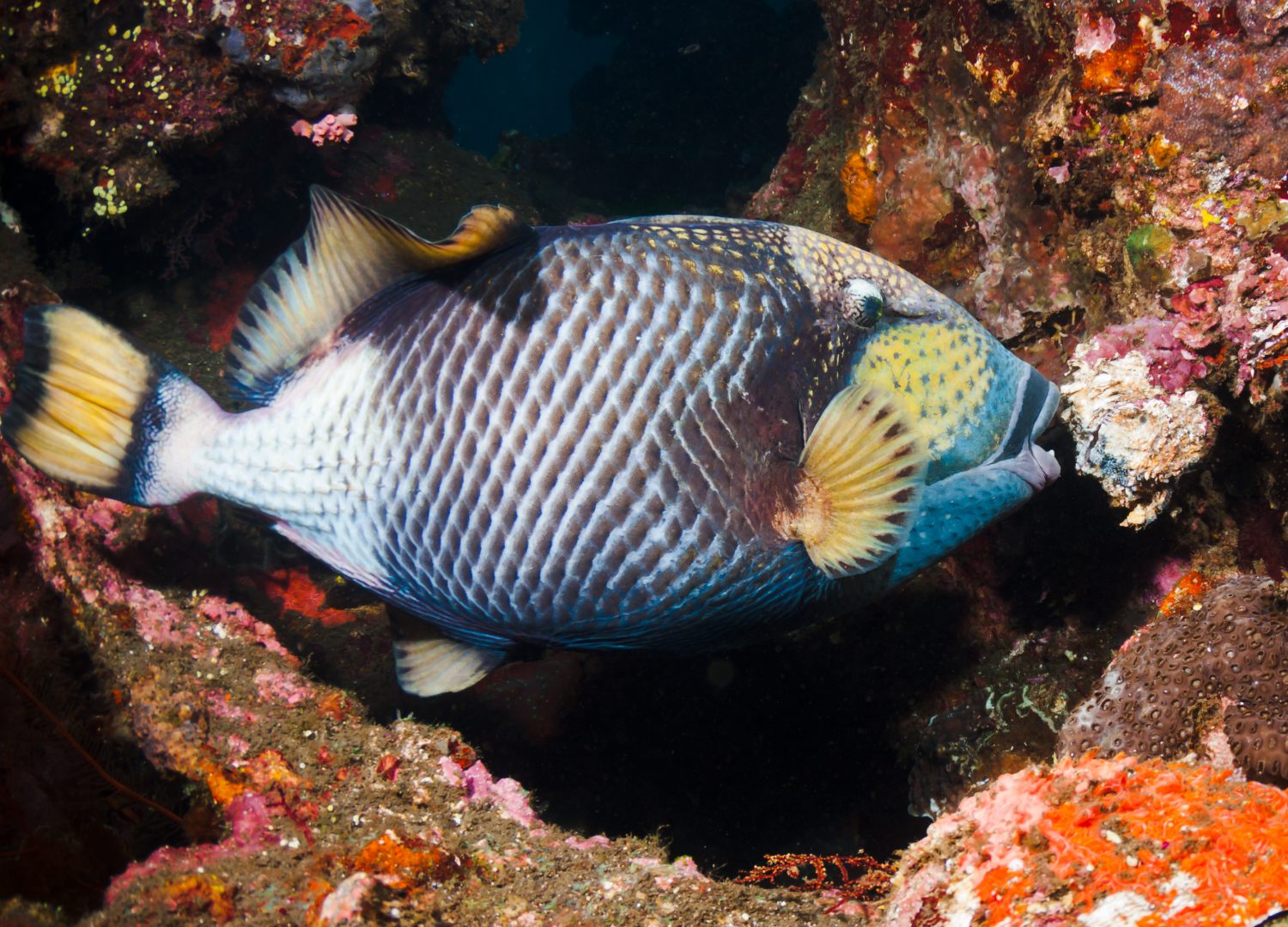 Titan pesci balestra che mangiano coralli sul relitto Liberty a Tulamben, Bali, Indonesia