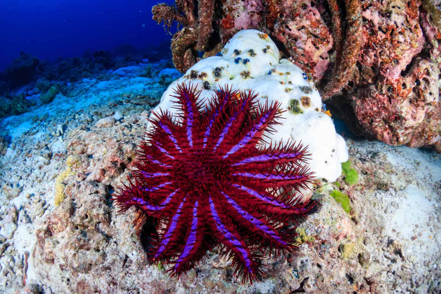 Una stella marina corona di spine si nutre di un corallo duro sbiancato e morto su una barriera corallina tropicale.