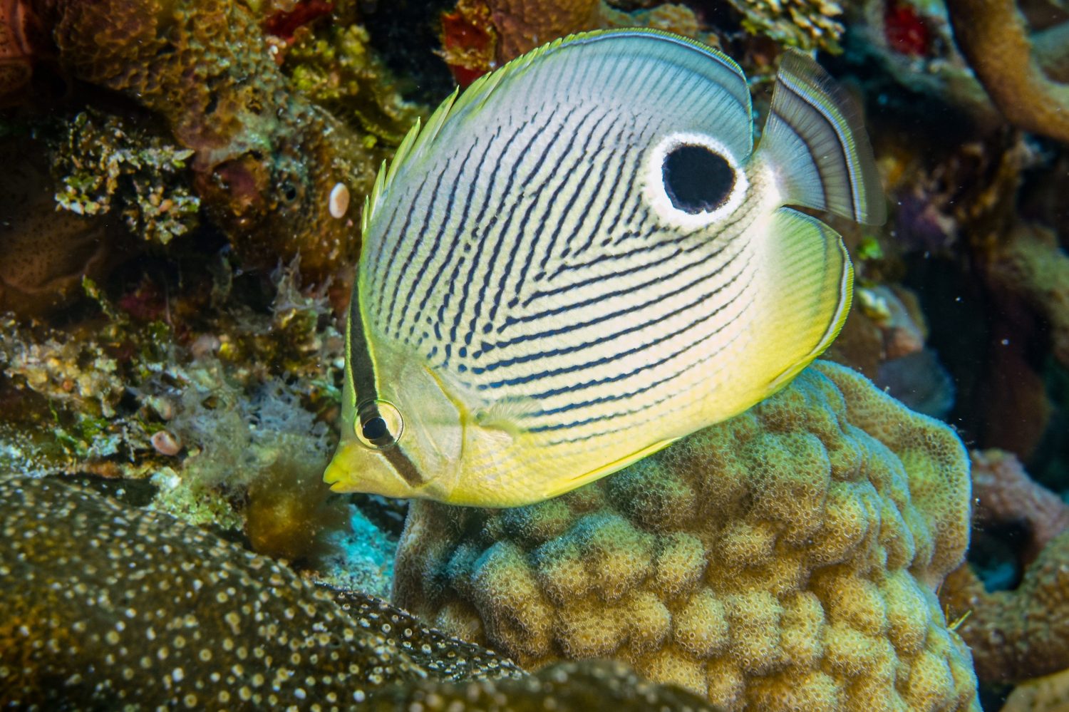 Pesce farfalla Foureye (Chaetodon capistratus) nei Caraibi