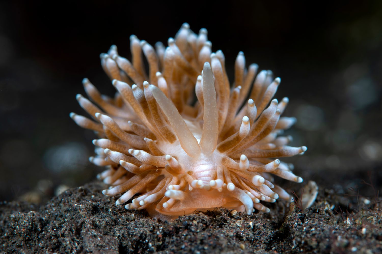 Nudibranco (lumaca di mare) - Phestilla goniophaga sul fondo del mare.  Macro mondo sottomarino di Tulamben, Bali, Indonesia.