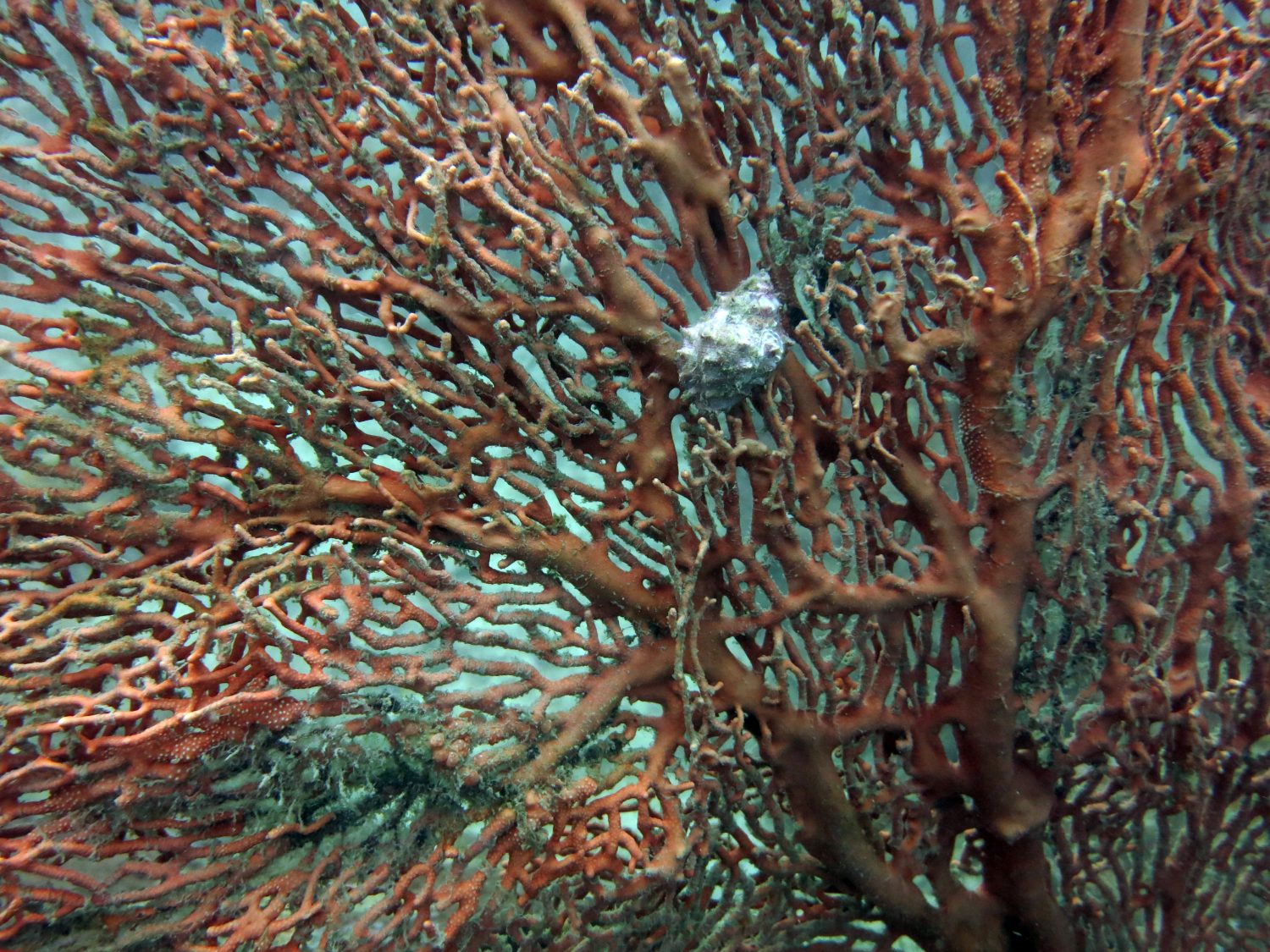 lumaca di mare (drupella sp.) che mangia la gorgonia sul fondo del mare nell'isola di Tioman