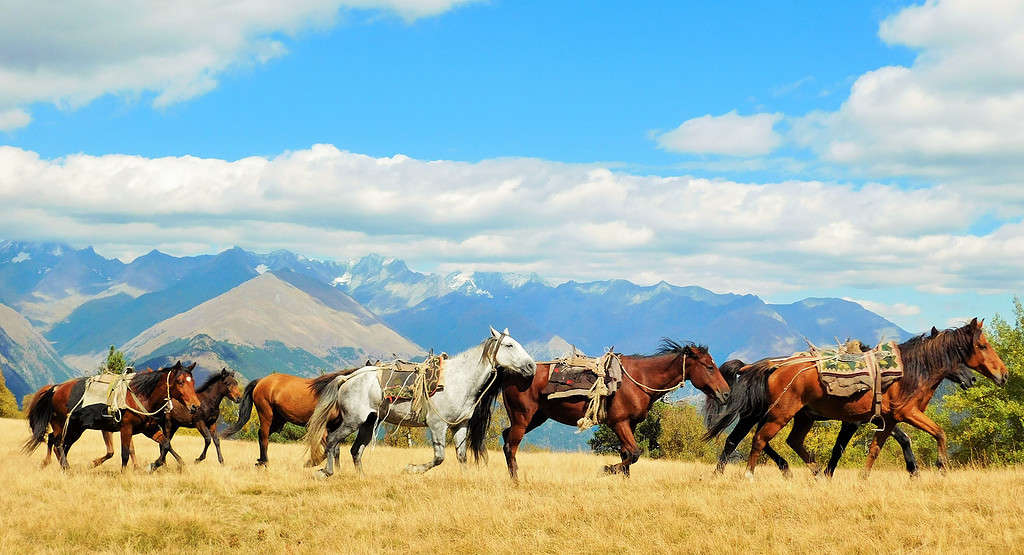 cavalli che corrono liberi nel Parco Nazionale di Tusheti, Georgia, Europa