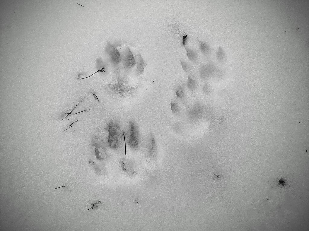 Impronte di zampe di animali, forse di un pescatore, nella neve