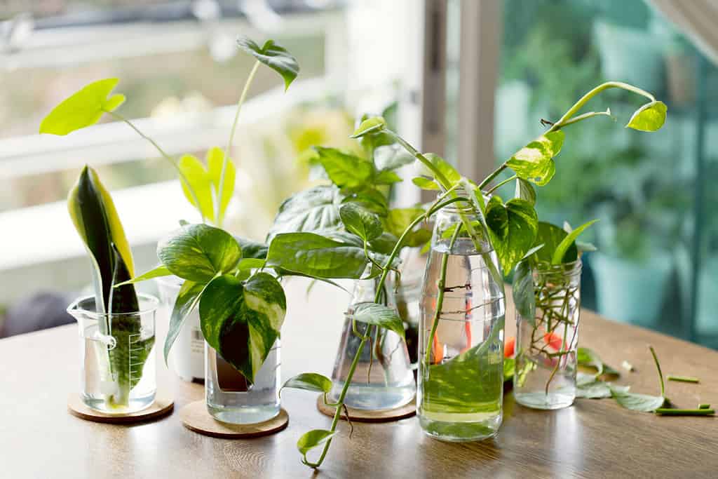 Pianta da arredamento per la casa nella propagazione dell'acqua.  Propagazione dell'acqua per piante da interno.