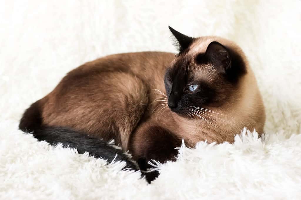 Gatto tailandese siamese point, con gli occhi azzurri, sdraiato sul divano.
