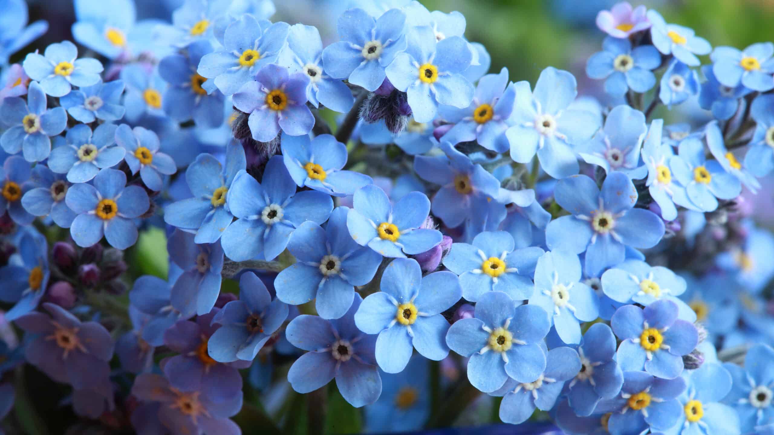 I nontiscordardime sono alcuni dei fiori blu più belli della primavera.