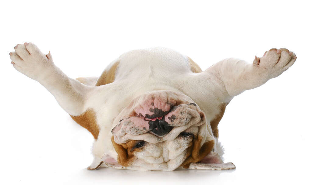 I Bulldog sono una delle nostre 20 razze di cani inclini all’obesità.