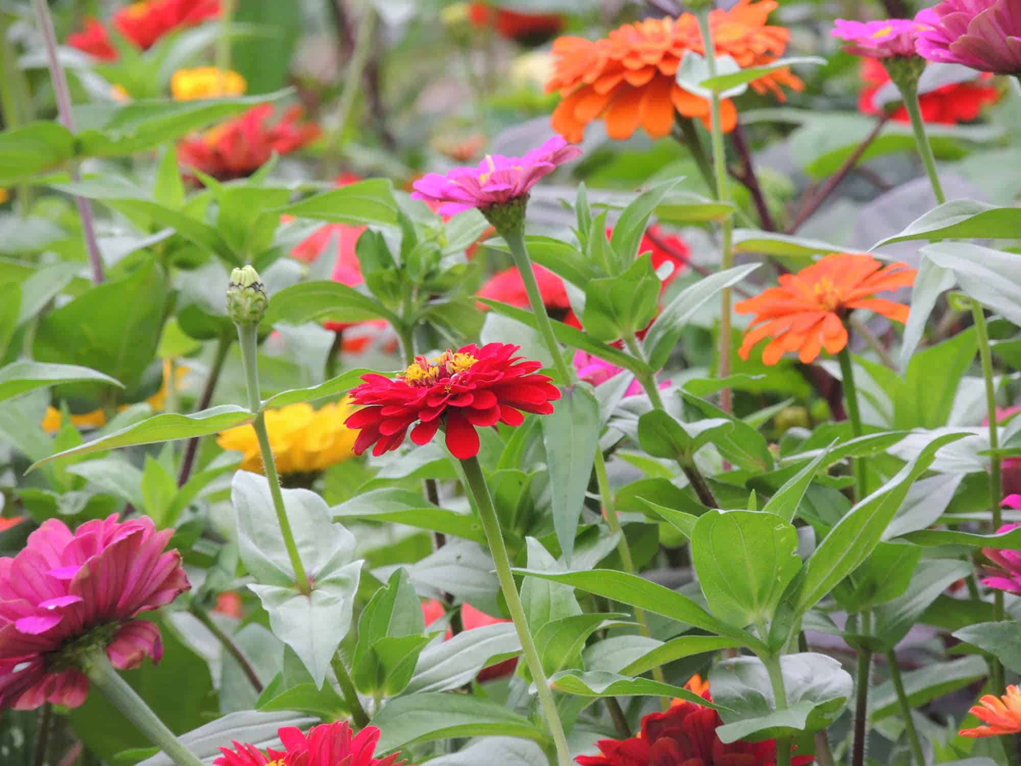 Zinnie colorate che crescono nei giardini botanici Munsinger Clemens a St. Cloud, Minnesota