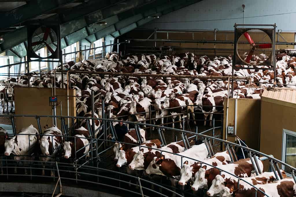 mungitura meccanica automatica circolare delle mucche in un'azienda lattiero-casearia specializzata durante la giornata lavorativa