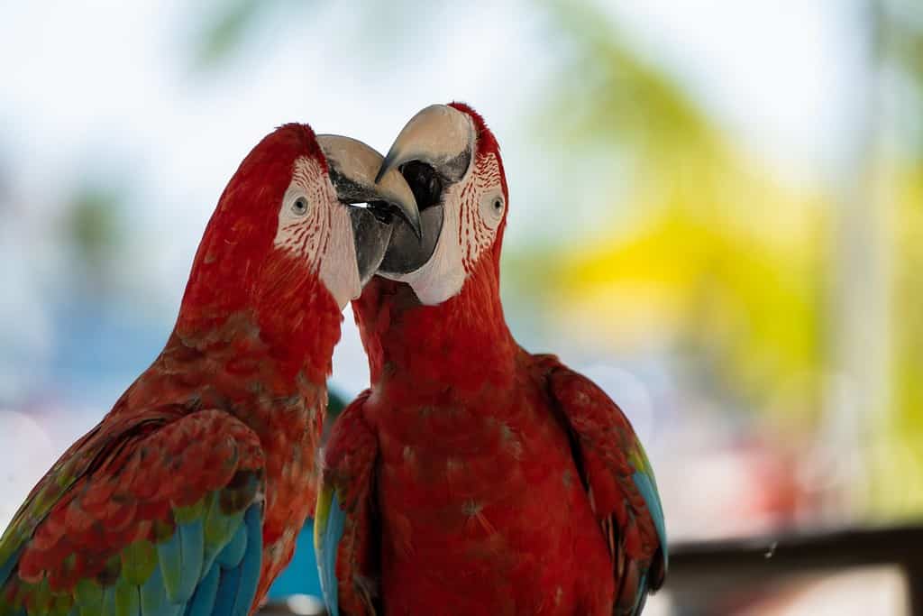 Coppia di pappagalli colorati Ara, pappagalli Ara, due uccelli scarlatti appollaiati sul ramo con sfondo sfocato