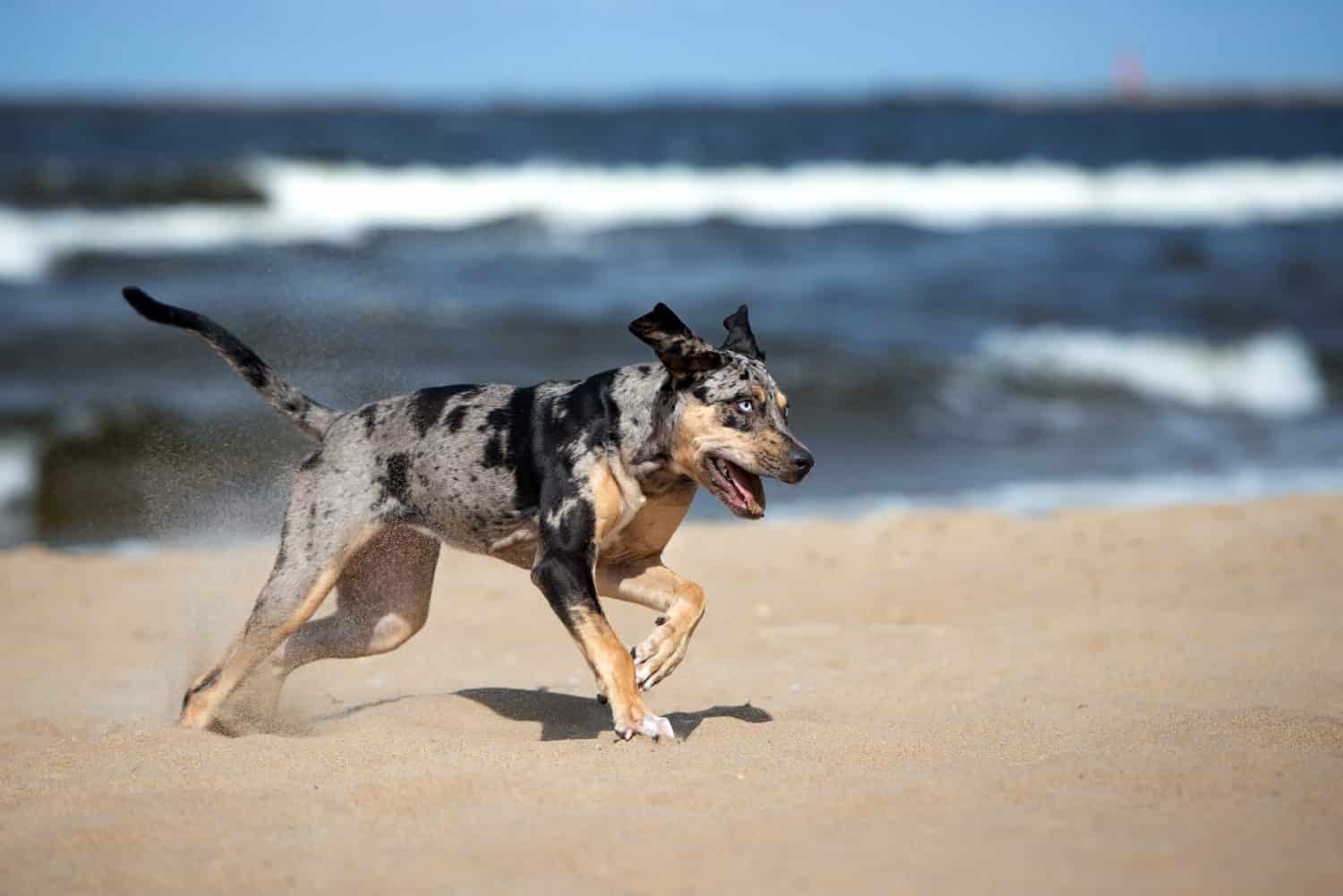 felice giovane cane che corre sulla spiaggia