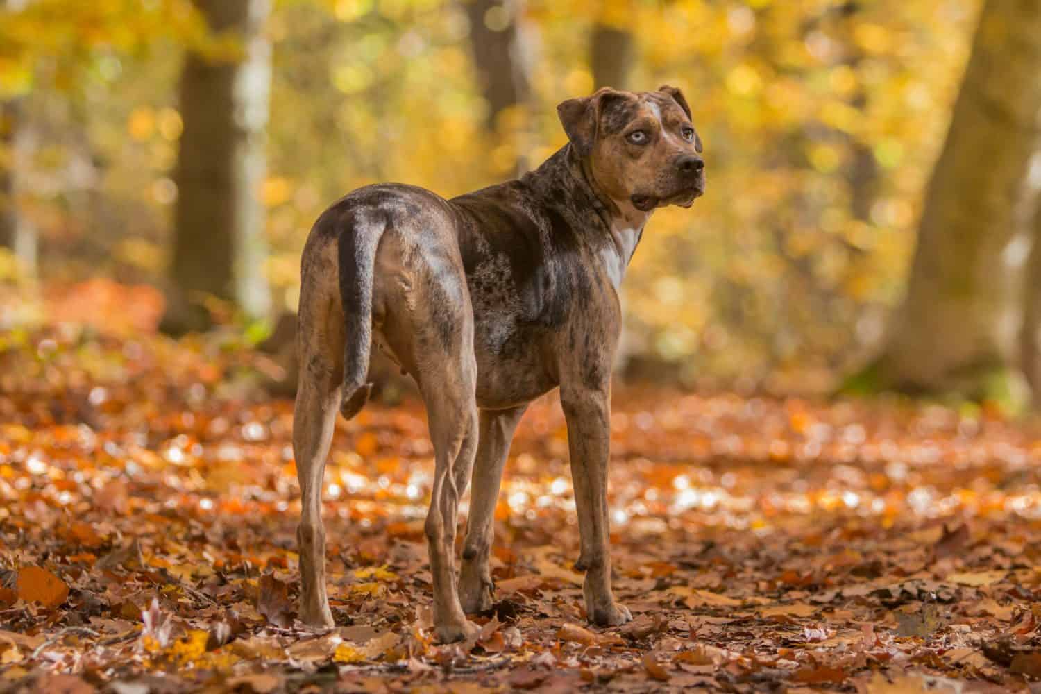 Cane leopardo Catahoula della Louisiana