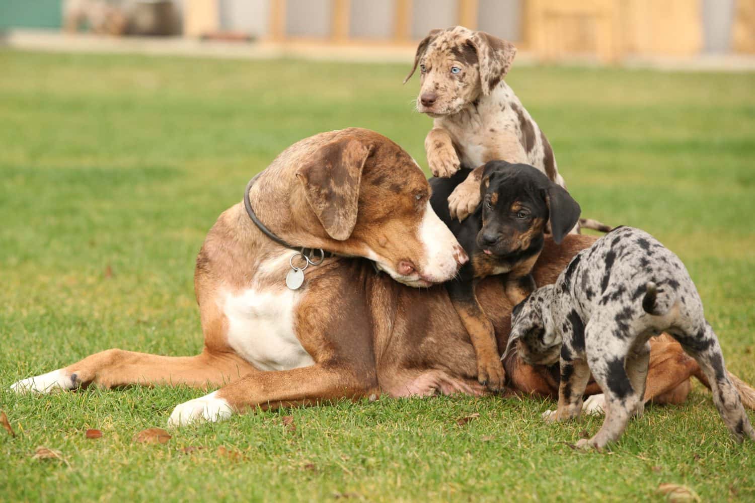 Cagna della Louisiana Catahoula con cuccioli sull'erba