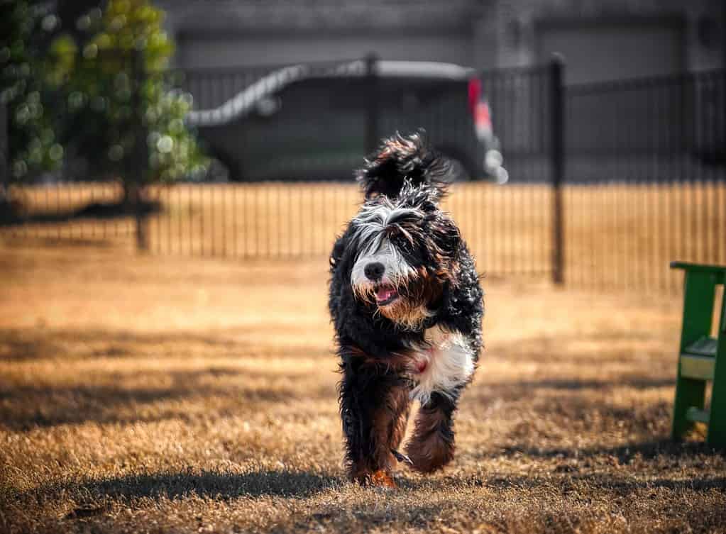 Bernedoodle che gioca al parco