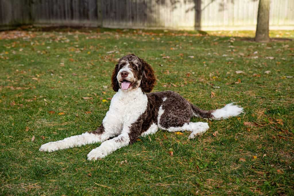 Un cane adulto di razza Bernedoodle marrone e bianco sdraiato sull'erba all'aperto.