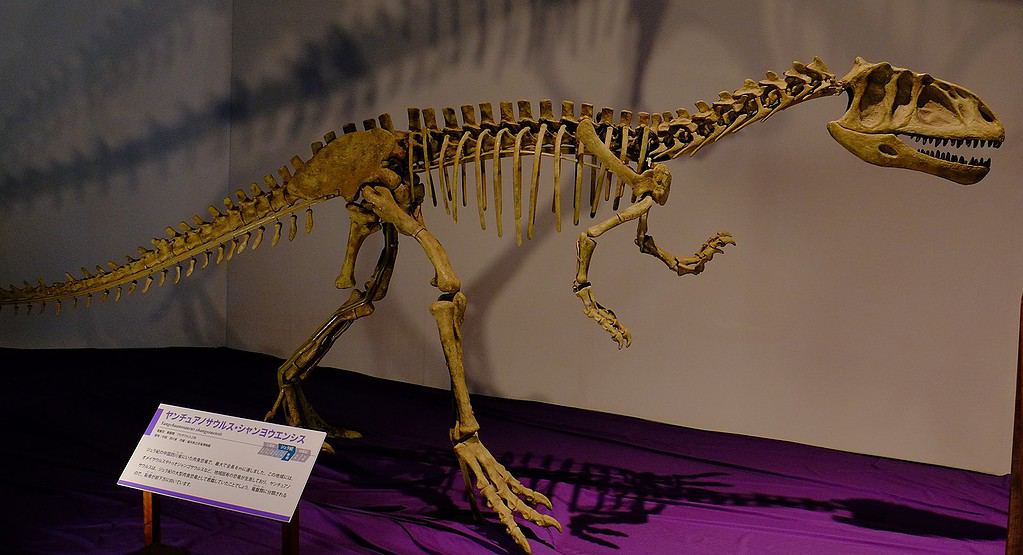 Yangchuanosaurus_scheletro
