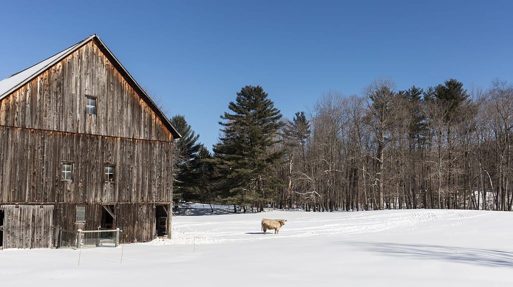 Una singola mucca in un pascolo innevato accanto a un vecchio fienile in legno del New England.