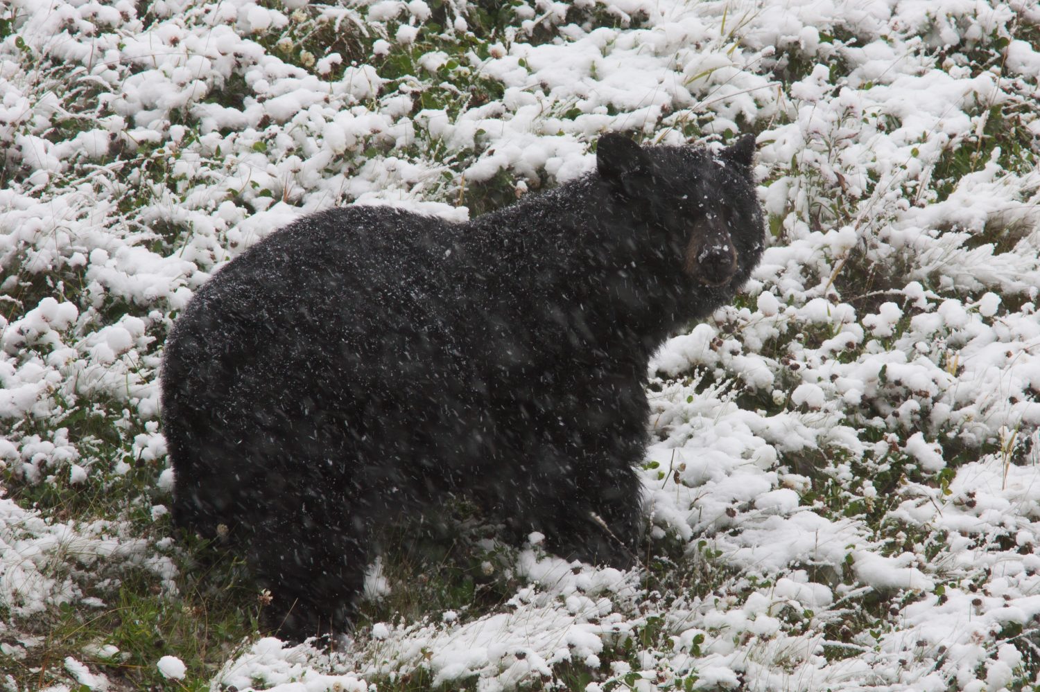 Black Bear Ursus americanus nella tempesta di neve vicino a Fort Nelson, British Columbia, Canada