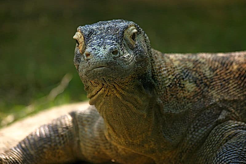 Drago di Komodo allo zoo di Memphis.