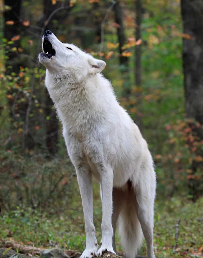 Lupo selvatico sano nel bosco, ululante