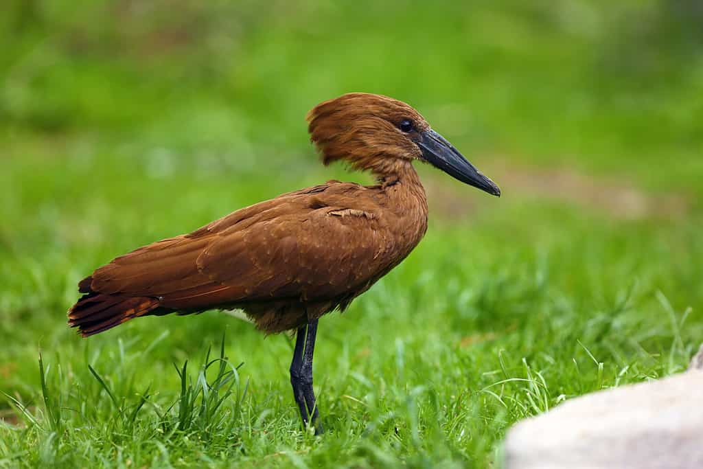 L'hamerkop (Scopus umbretta) nell'erba verde... Hamerkop con sfondo verde.