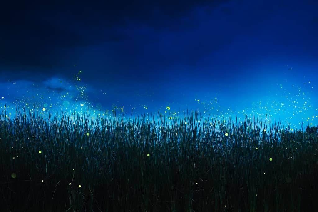 lucciole luminose su un'erba depositata di notte