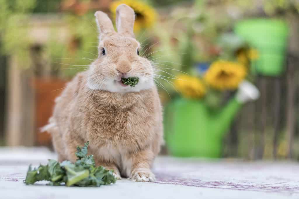 Rufus Rabbit mangia un rametto di prezzemolo sul ponte con i girasoli sullo sfondo