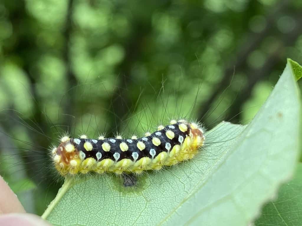 Il bruco della falena bianca della flanella, Norape cretata.  Gli individui nordamericani sono ora indicati come N. cretata piuttosto che N. ovina.