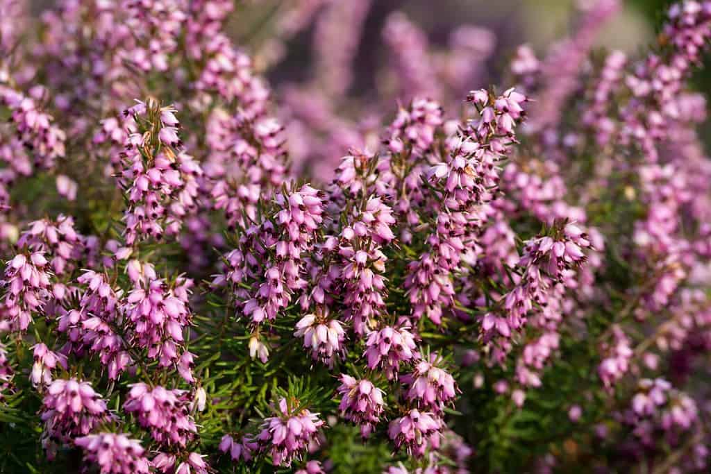 fiori e piante che rappresentano il toro