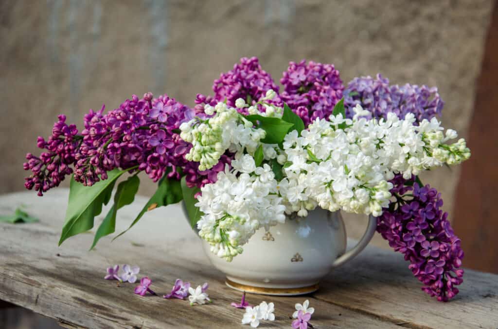 fiori e piante che rappresentano l'Ariete