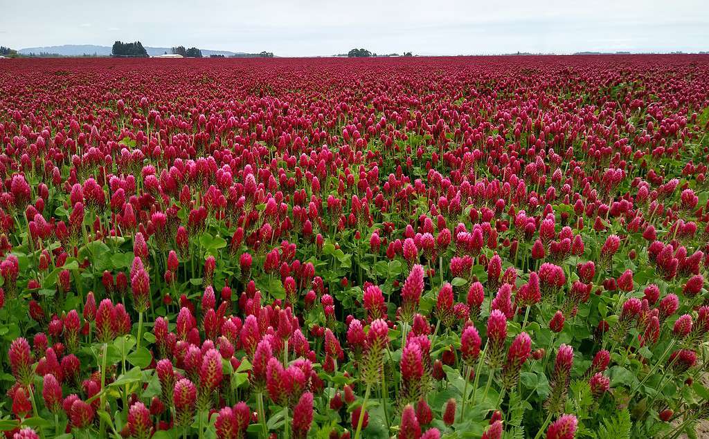 fiori e piante che rappresentano l'Ariete