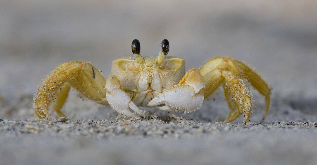 Ghost Crab, un granchio di sabbia, cammina sulla spiaggia.