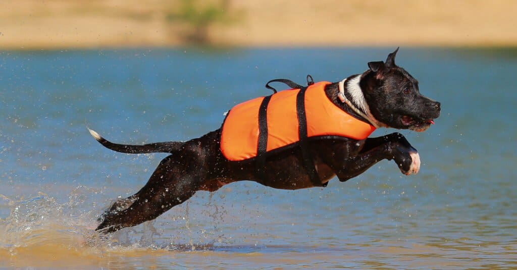 Giubbotti di salvataggio per cani