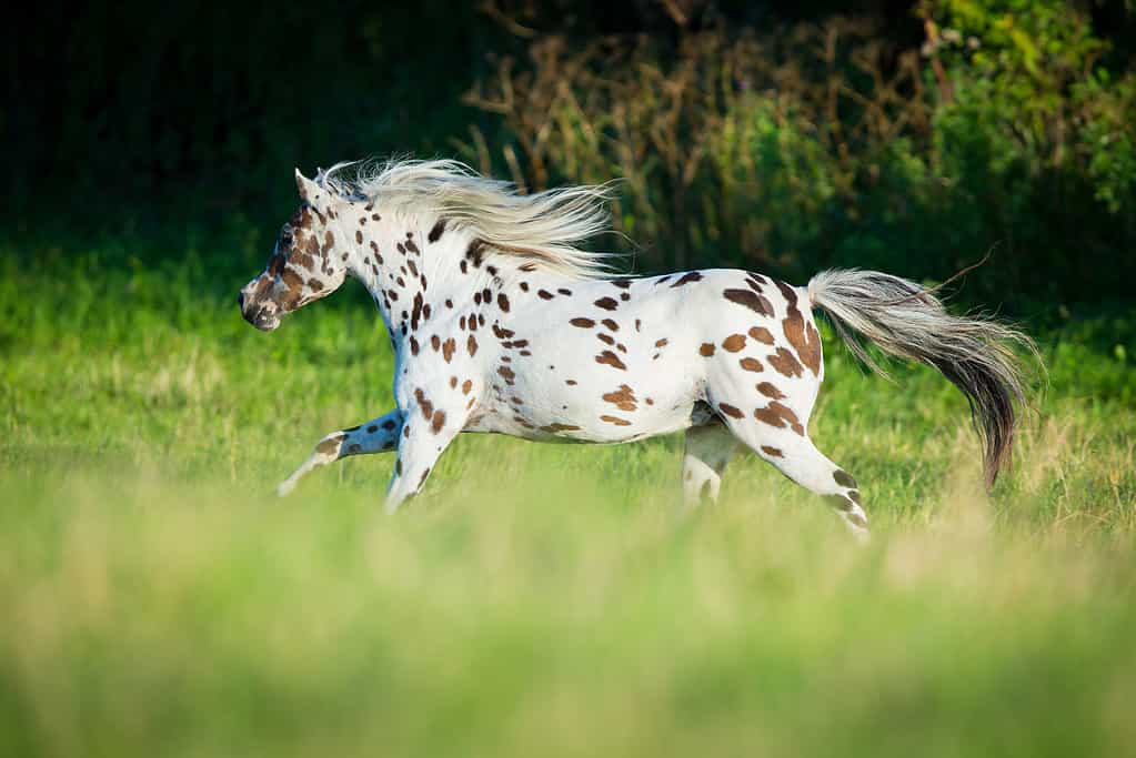 Cavallo Appaloosa che corre nel campo