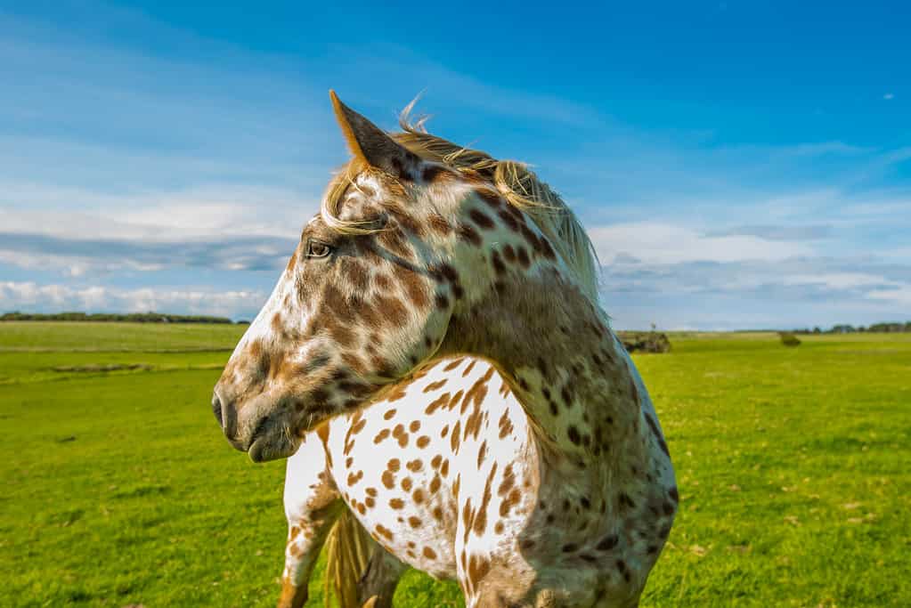 Cavallo Appaloosa Timido Della Macchina Fotografica