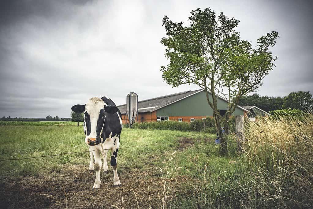 Mucca in piedi su un campo vicino a un fienile