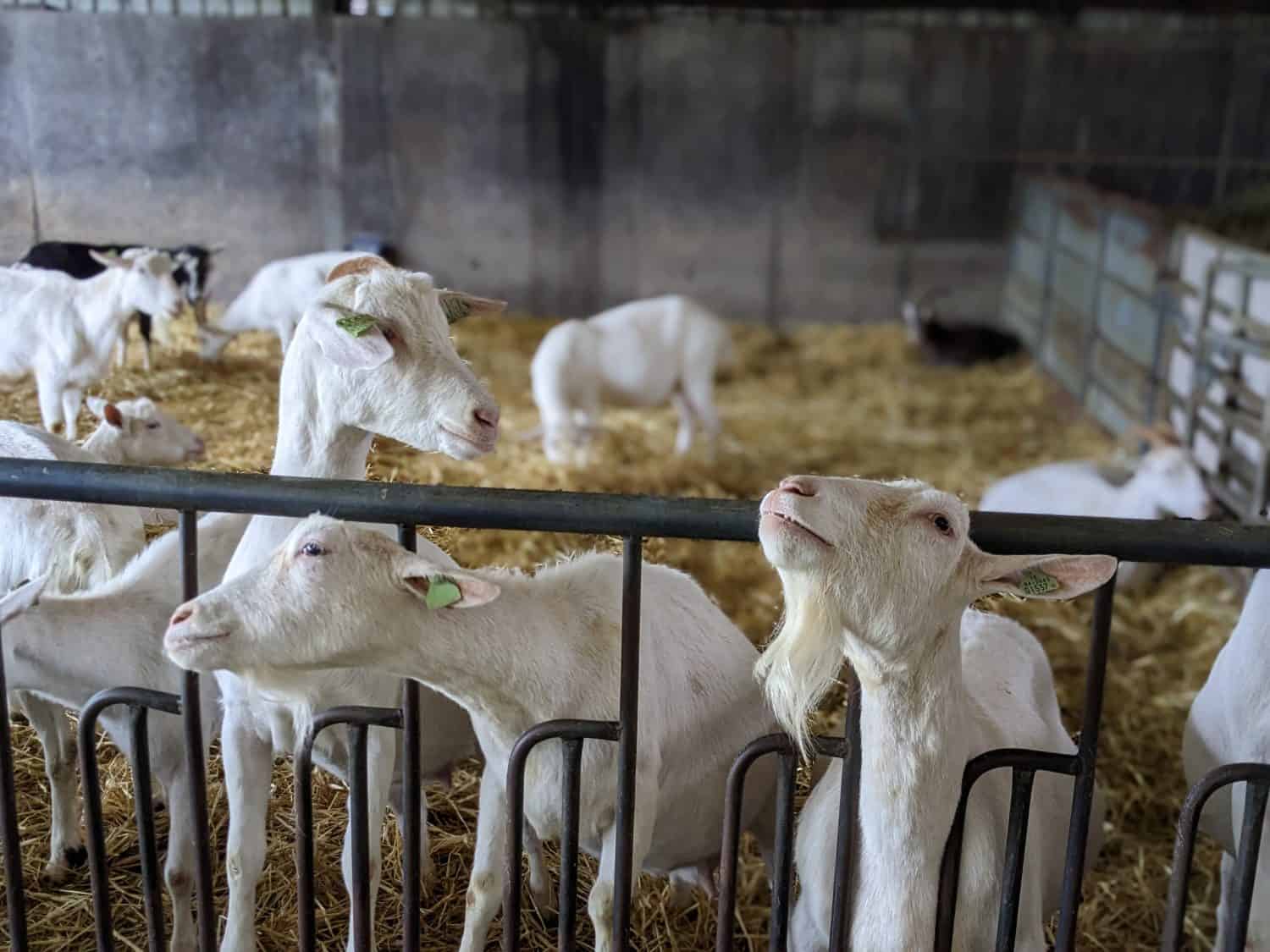 Fattoria di formaggio di capra di St Tola in Irlanda 