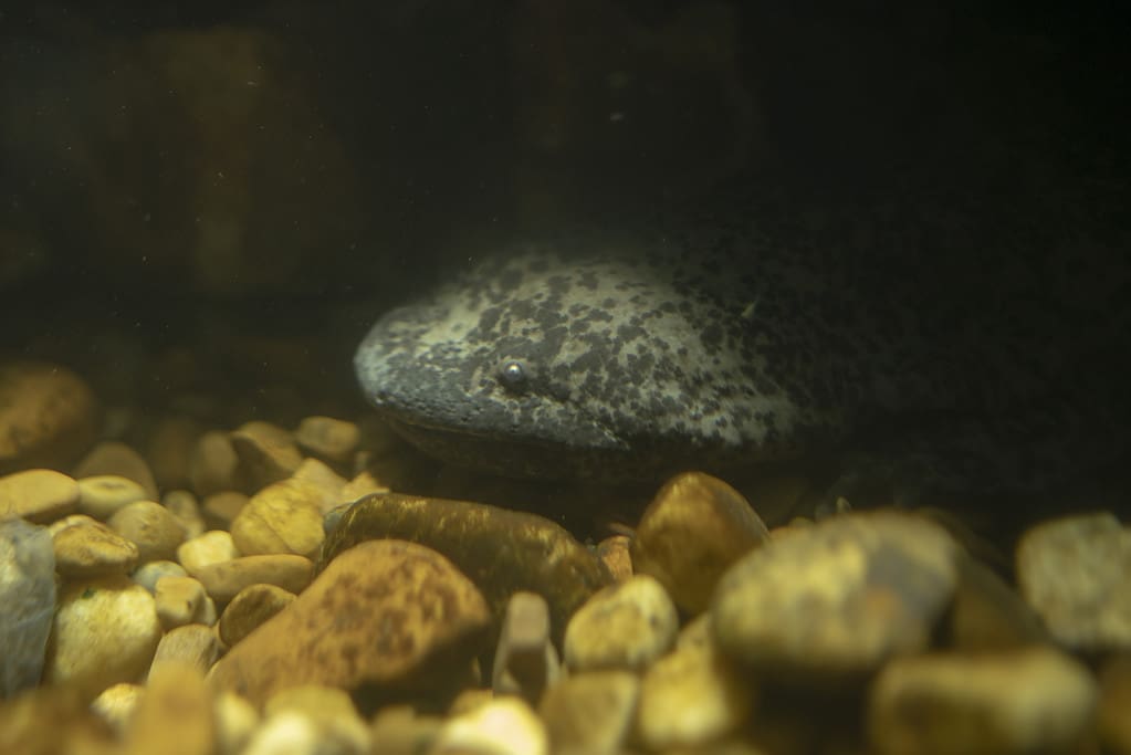 salamandra cinese gigante in un acquario