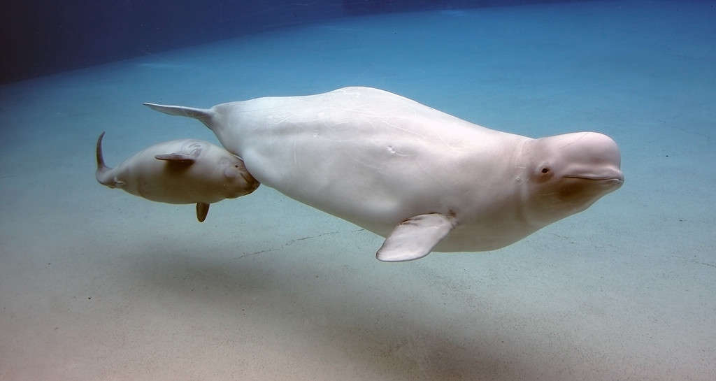 Balena Beluga e bambino