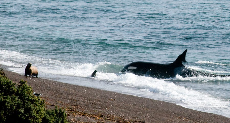 Spiaggia di orche per catturare leoni marini lungo la penisola di Valdes