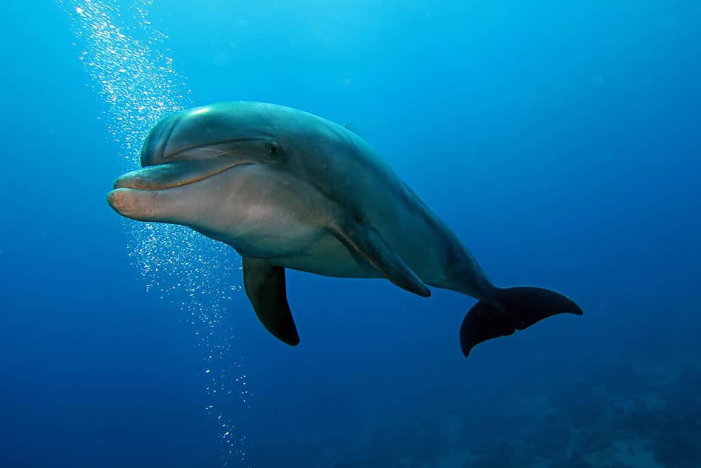 Delfino tursiope