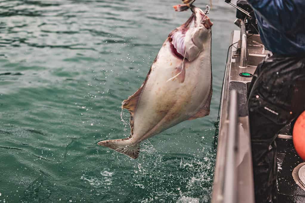 Halibut su una lenza