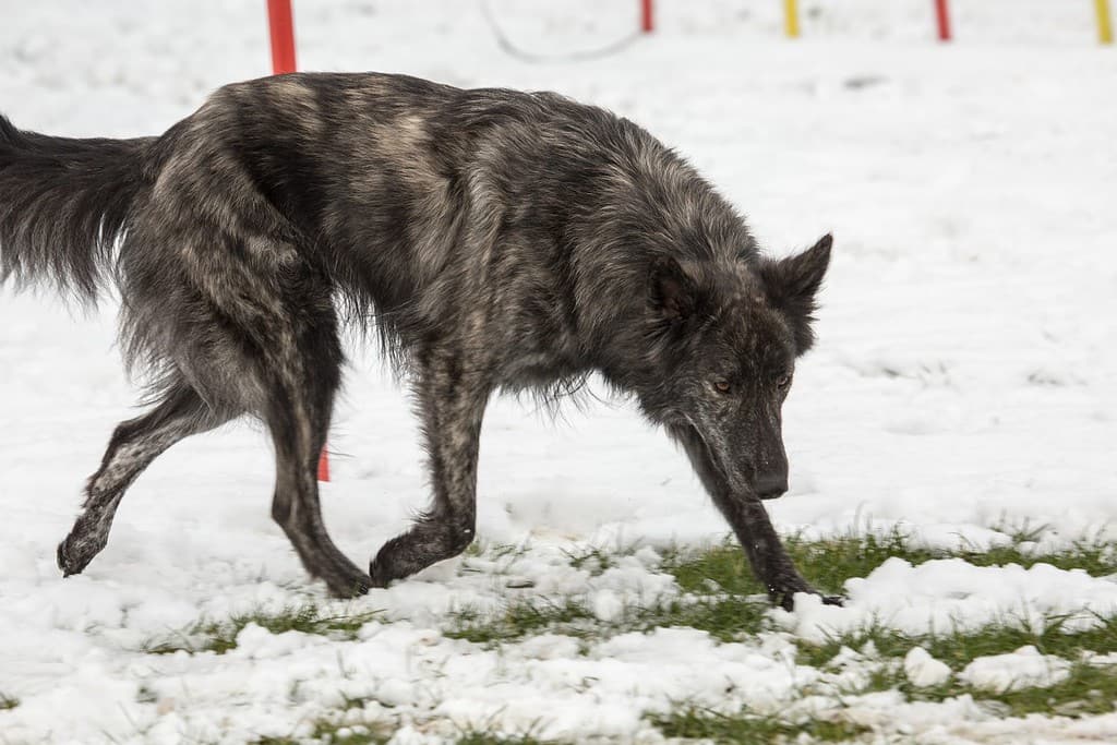 Ritratto di un cane da pastore olandese che cammina nel Belgio